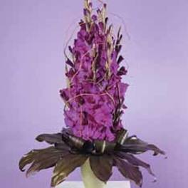 Purple Glads SF44--11 - John Henry Sympathy