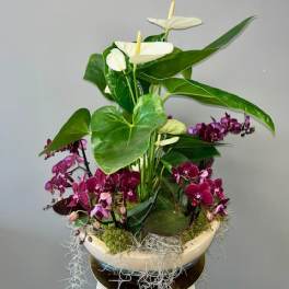 Tropical Garden