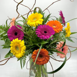 Colorful gerbera daisy arrangement in a clear glass vase with curly branches