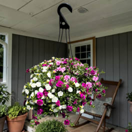 Festive Hanging Basket