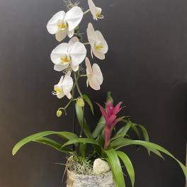 Plants Collaboration