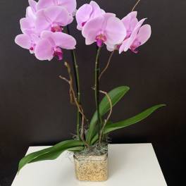 Pink Beauty