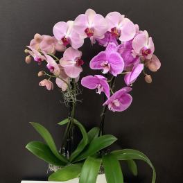 Lavender Beauty