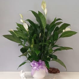 Comfort Planter