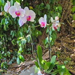 Blush Orchid Elegance
