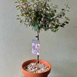 Fushia Tree