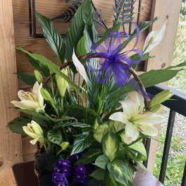 Basket of mixed green plants with white lilies and purple flowers, topped with a purple ribbon bow.