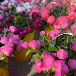 DIY Bulk Peonies