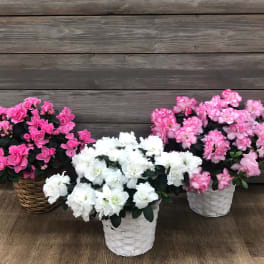 Three potted azalea arrangements in pink and white