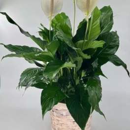 Spathiphyllum Plant " Peace Lily" (DL)