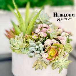 Succulent arrangement in a white pot with small pink flowers