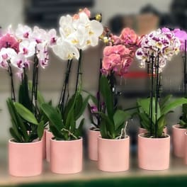 Mother's Day Orchid Plant