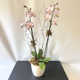 Pink Phalaenopsis Orchid - Double Stemmed