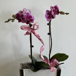 Two purple orchids in a white square planter with pink ribbon bows