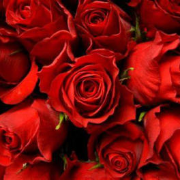 Dozen Red Roses