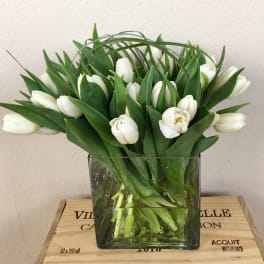 White tulips arranged in a square glass vase