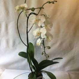 True Orchid Love