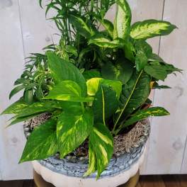 Mixed green houseplants in a decorative ceramic pot
