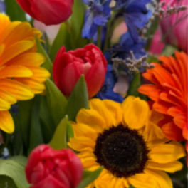 Colorful Designer's Choice