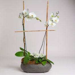 Two White Orchids