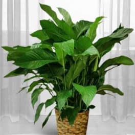Potted green houseplant in a woven basket planter