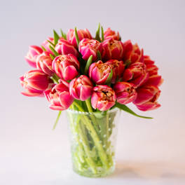Pink tulips arranged in a clear glass vase