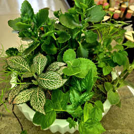 Potted arrangement of assorted green houseplants in a white container