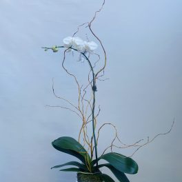 White orchid arrangement in a white square vase with curly branches