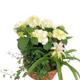 White hydrangeas and a white lily in a wicker basket with trailing ivy