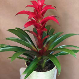 Potted bromeliad with bright red bracts and long green leaves