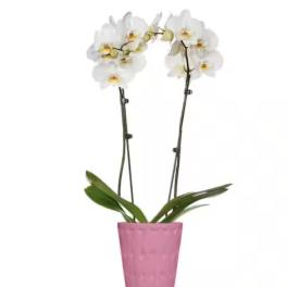 Orchid plants