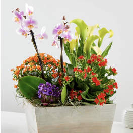 Garden Orchid