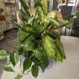 A mixed green houseplant arrangement in a blue pot