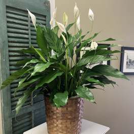 Potted peace lily with white blooms in a woven basket