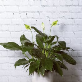 Potted peace lily with white blooms in a textured white container
