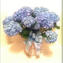 Pale blue hydrangea arrangement in a white wicker basket with a blue ribbon bow