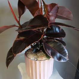 Ficus in Pink PL113