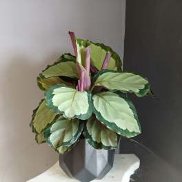Potted calathea plant with variegated green leaves in a dark geometric pot