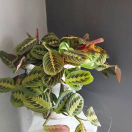 Prayer Plant