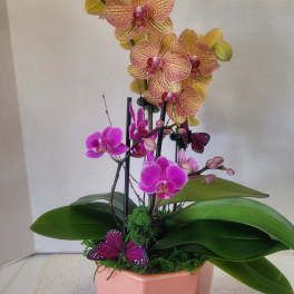Peach Container