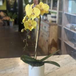 Urban Gardener Mimosa Orchid plant