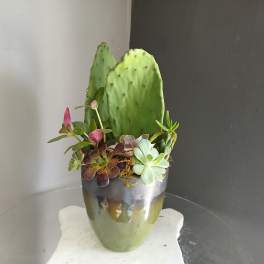 Paddle Cactus Mixed Pot