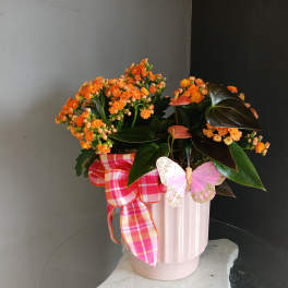 Mixed antherium arrangement #PL111