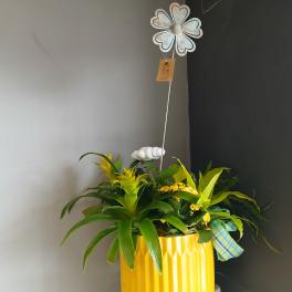 Mixed Plant with slow drip rain cloud