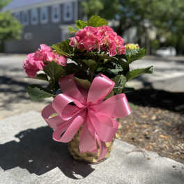 Pink hydrangeas in a basket with a large pink ribbon