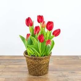 Potted arrangement of red tulips in a woven basket