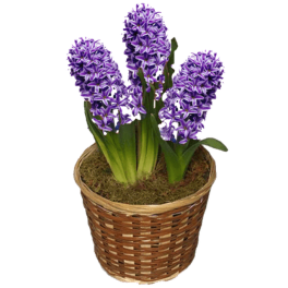 Potted Hyacinth Plant in a Basket with a Pretty Bow