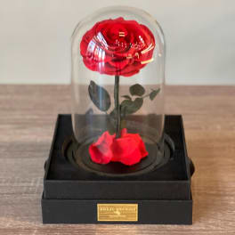 Single red rose under a clear dome on a black box
