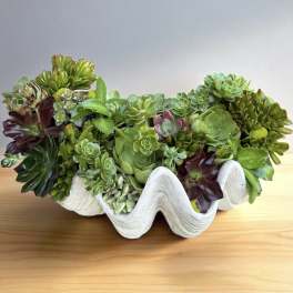 Succulent arrangement in a white wavy planter
