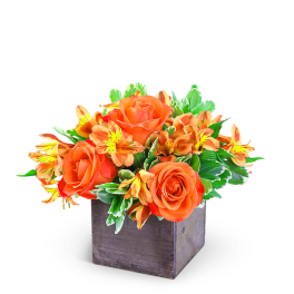Rosy Tangerine